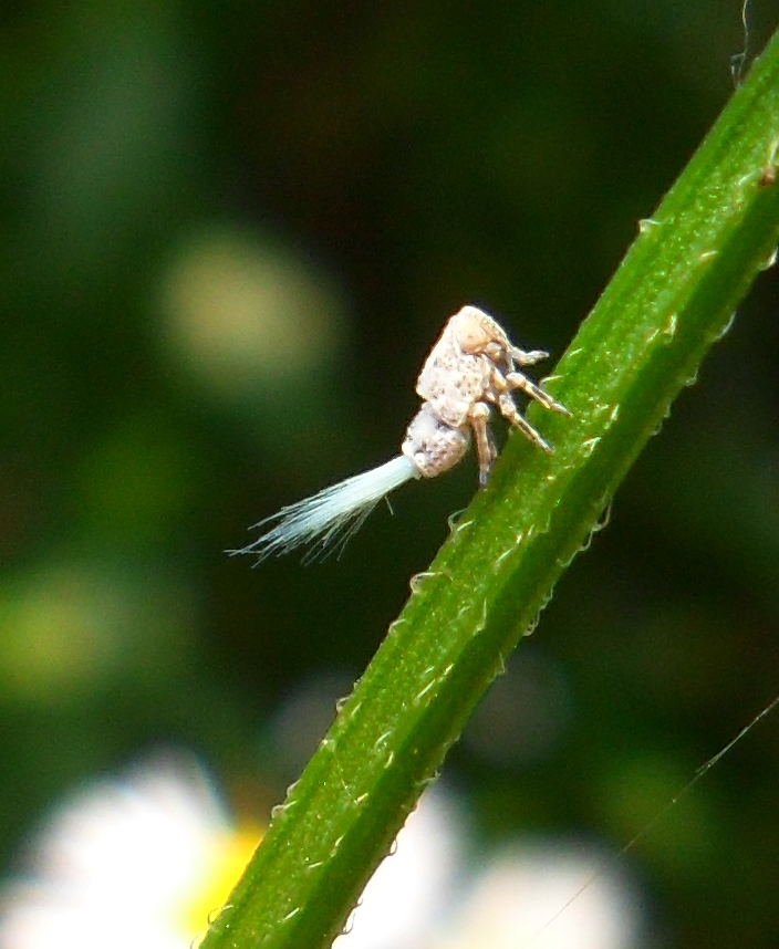 Issidae